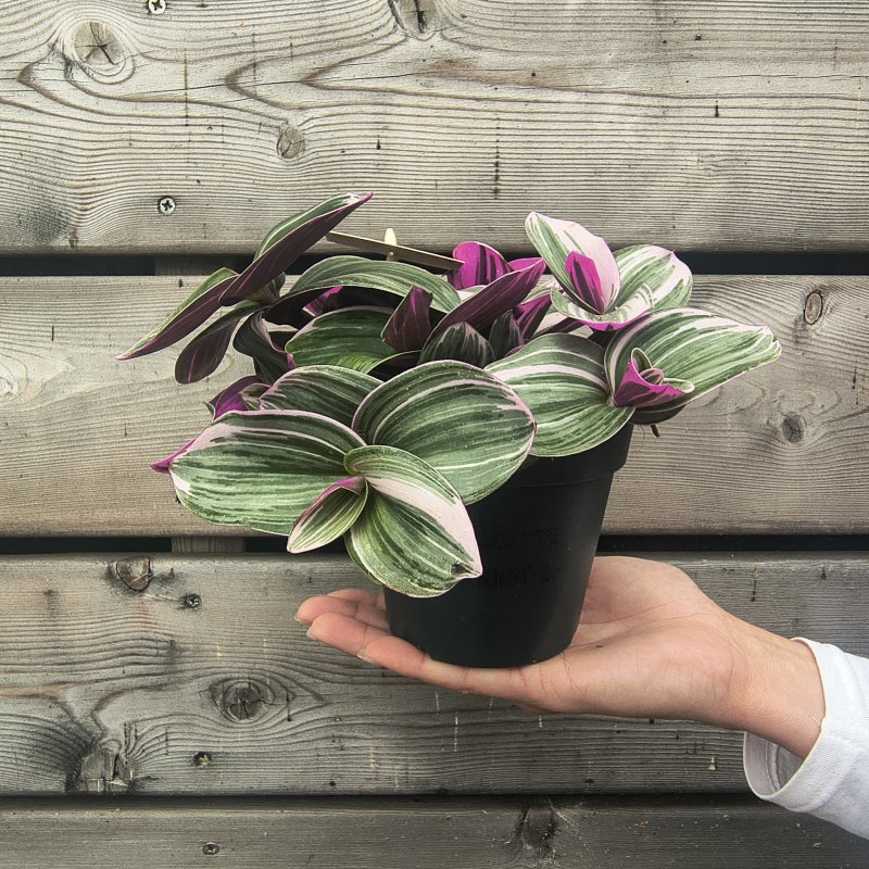 Tradescantia albiflora (Pochodeňovec bielokvetý) ´NANOUK´- výška 5 cm ⌀ 20-25 cm, kont. C1L